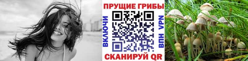 Купить где  Электрогорск  Псилоцибиновые грибы мухоморы 